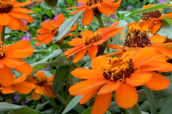 UT Greenhouse Tour