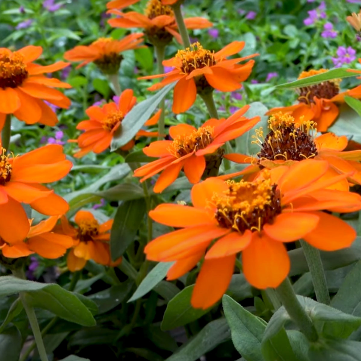 Orange flowers - UT Greenhouse photo